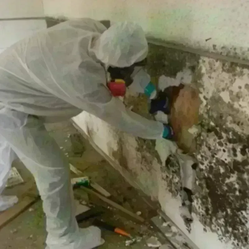 Mold Remediation and Removal in Henrietta, TX